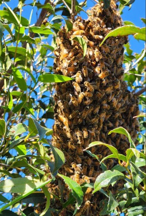 Swarm photo